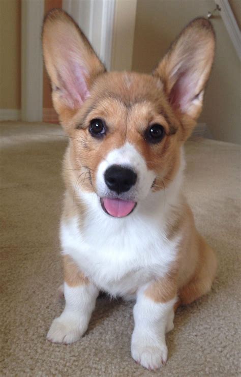 Discover Corgi & The Gang Pet Cafe: A Paw-some Oasis for 2025!