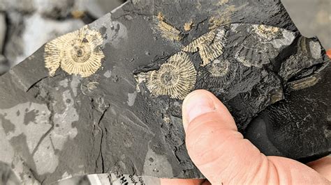 Discover Exquisite Fossils for Your Collection