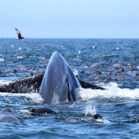 Discover Whale Watching in Monterey: An Unforgettable Experience