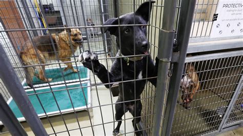 Discover a Haven for Helpless Hearts: The Animal Shelter of Salt Lake City, Utah