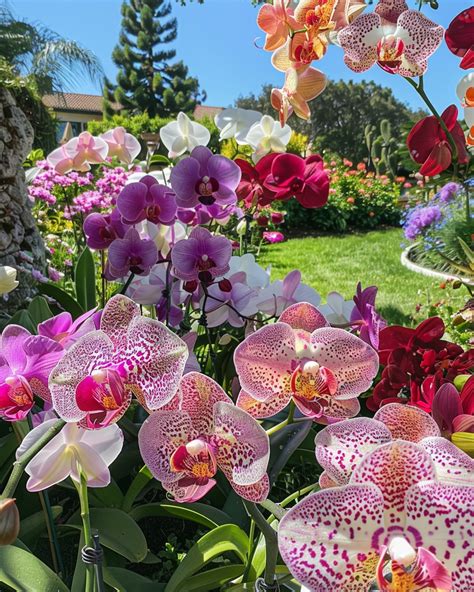 Discover a Symphony of Orchids