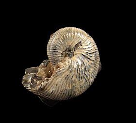 Discover a Treasure Trove: Ammonites for Sale