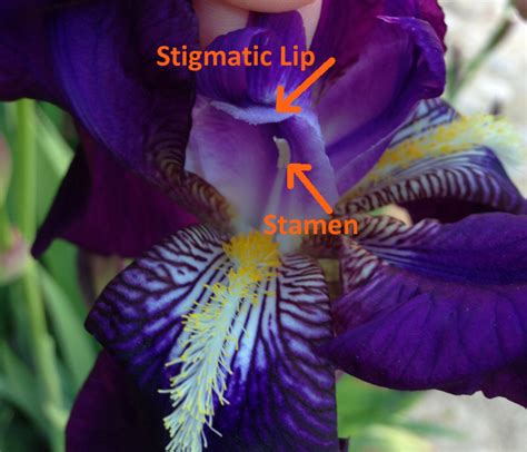 Discover the 10 Commandments of Iris Fertilization