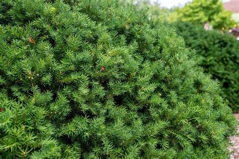 Discover the Best Shrub & Tree Fertilizer Options Within Reach