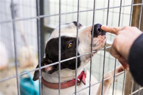 Discover the Brilliance of Brevard County Sheriff Animal Shelter: A Haven for Animal Welfare