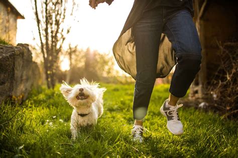 Discover the Connection Between Your Pet's Physical and Mental Wellbeing