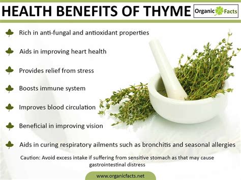 Discover the Culinary Charm and Medicinal Benefits of Fiona Thyme: An Aromatic Herb for Health and Flavor