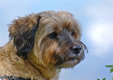 Discover the Delightful World of Medium-Sized, Non-Shedding Dogs