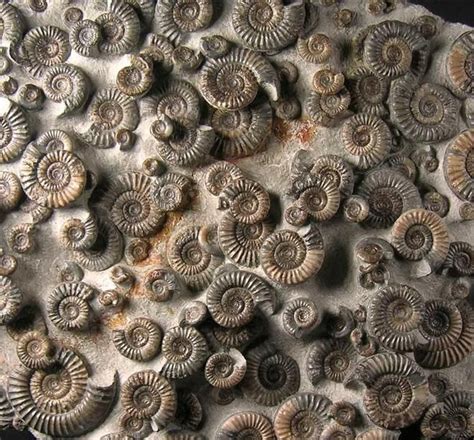 Discover the Enchanting Beauty of Ammonites