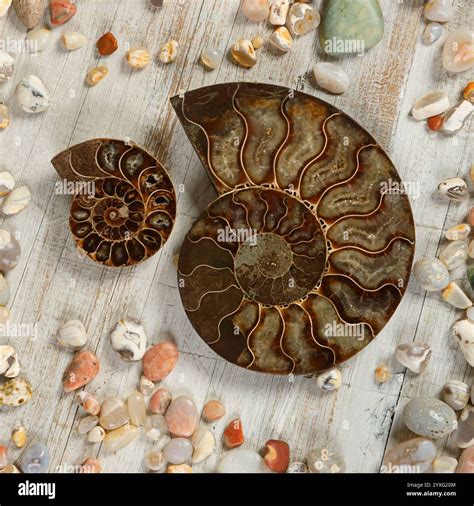 Discover the Enchanting Beauty of Fossilized Cephalopods