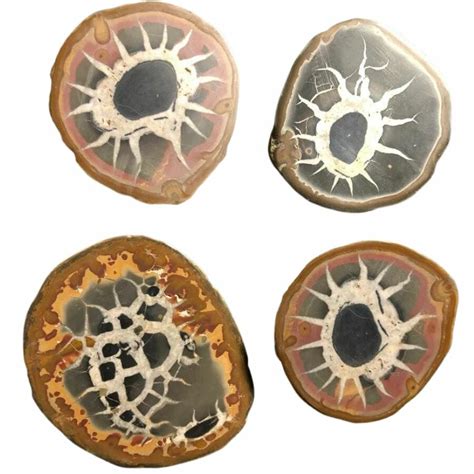 Discover the Enchanting Beauty of Septarian Nodules