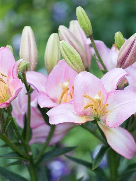 Discover the Enchanting Samata Lily: A Symbol of Patience, Resilience, and Grace