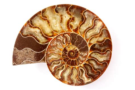 Discover the Enchanting World of Ammonite Fossils