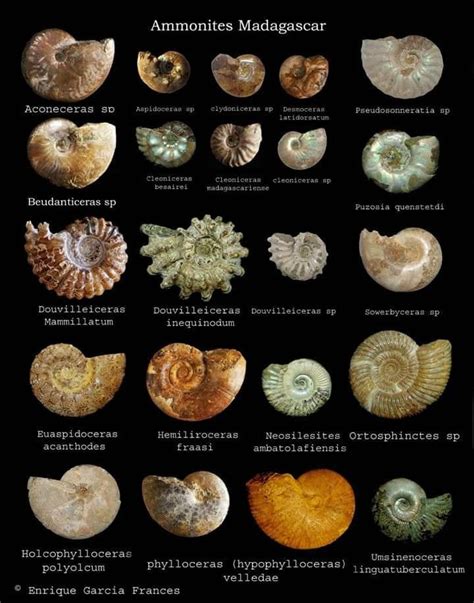 Discover the Enchanting World of Ammonites