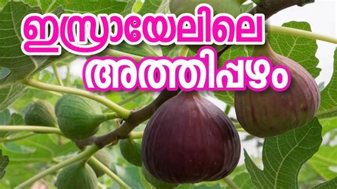 Discover the Enchanting World of Athipazham: A Natural Remedy with Endless Benefits