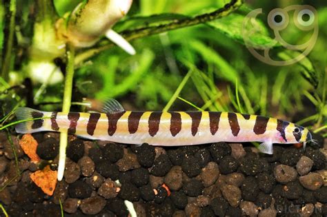 Discover the Enchanting World of Kuhli Loaches: Your Comprehensive Guide to Care, Breeding, and Buying