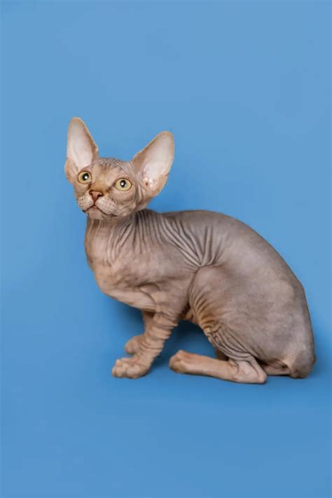 Discover the Enchanting World of Sphynx Cats: A Comprehensive Guide with Listings for Sale