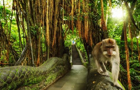 Discover the Enchanting Za Dong Monkey: A Captivating Journey into a Wildlife Wonder