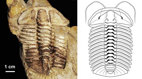 Discover the Fascinating Fossils of Ancient Seas