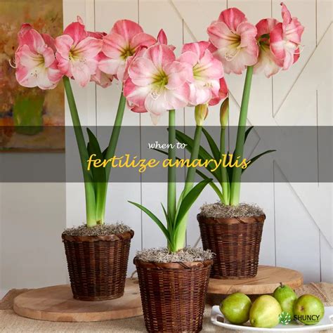 Discover the Ideal Amaryllis Fertilizer Regimen in 7 Steps!