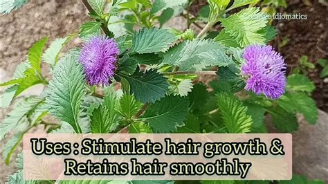 Discover the Kesavardhini Plant: A Nature's Cure for Hair Loss