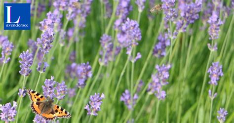 Discover the Magic: Fertilizing Lavender for Optimal Bloom and Resilience