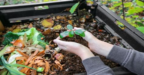 Discover the Potent Solution for Efficient Composting