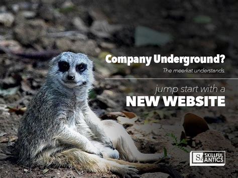 Discover the Power of meerkat ä¸­æ–‡ for Your Business