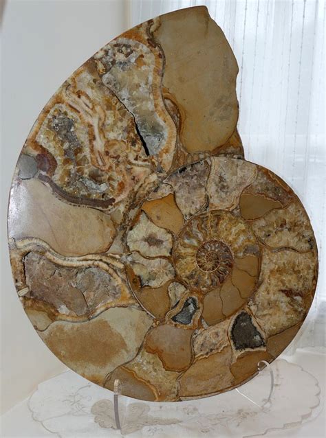 Discover the Prehistoric Wonders of Ammonites