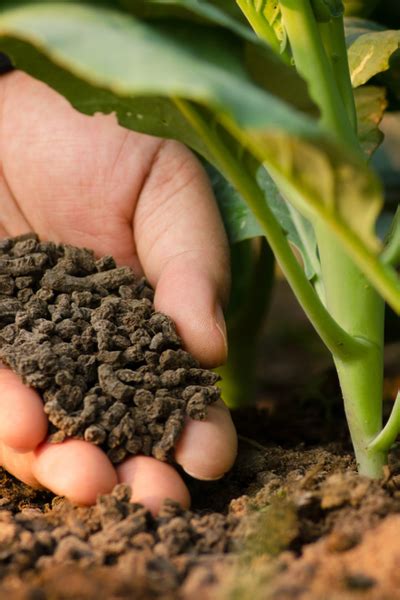 Discover the Secrets of Fertilizer Pellet Making: The Ultimate Guide