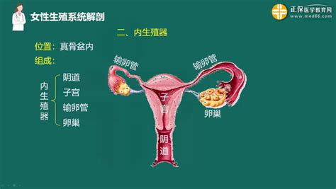 Discover the Secrets of Healthy 卵巢 英文 (Ovaries)