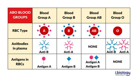 Discover the Significance of Blood Groups in Singapore: A Comprehensive Guide