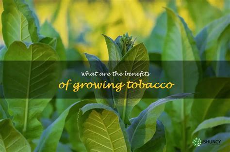 Discover the Surprising Advantages of Chewing Tobacco