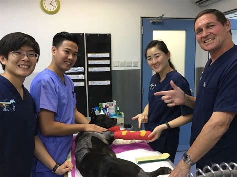 Discover the Top 10 Veterinary Clinics in Singapore