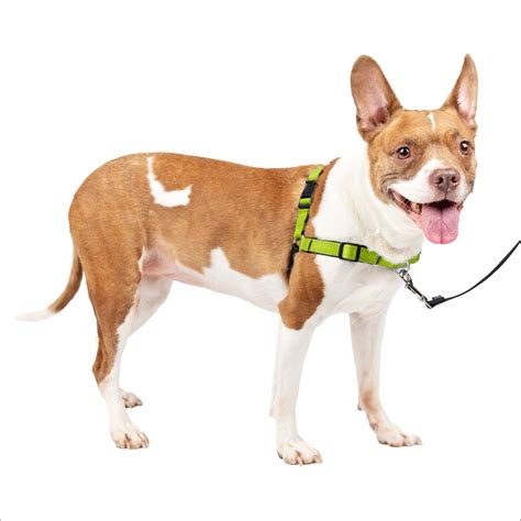 Discover the Transformative Power: Step into the World with Walk Easy Harness