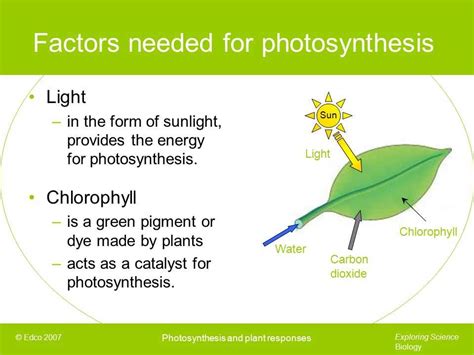 Discover the Ultimate Photosynthesis PPT Guide: Unveiling the Secrets of Plant Life