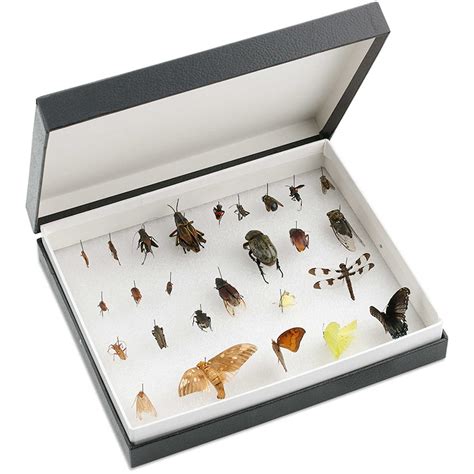 Discover the Ultimate Solution for Your Insect Study: Insect Boxes**