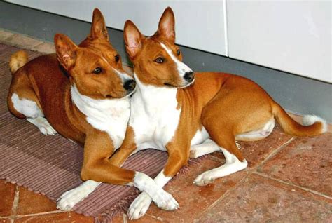 Discover the Unparalleled Charm of Basenji Dogs: Find Your Perfect Companion Today!