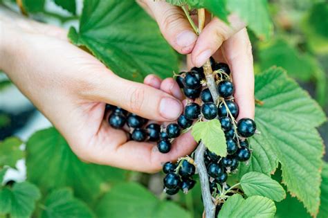 Discover the World of Blackcurrants: A Guide to "смородина на английском"