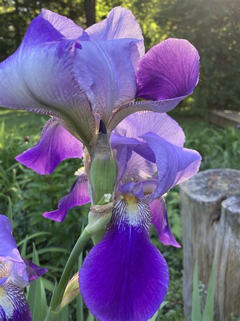 Discovering the Allure of Iris: From Flowering Irises to Tech Giant Iris FF