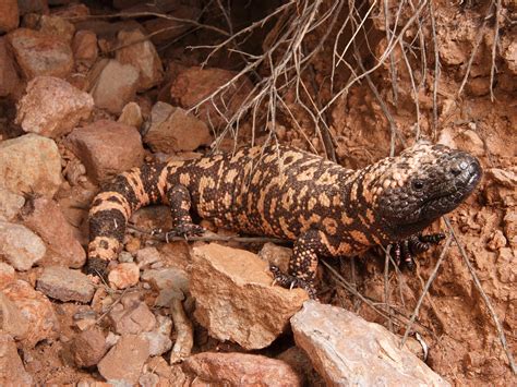 Discovering the Gila Monster