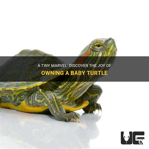 Discovering the Joy of Owning a Good Pet Turtle