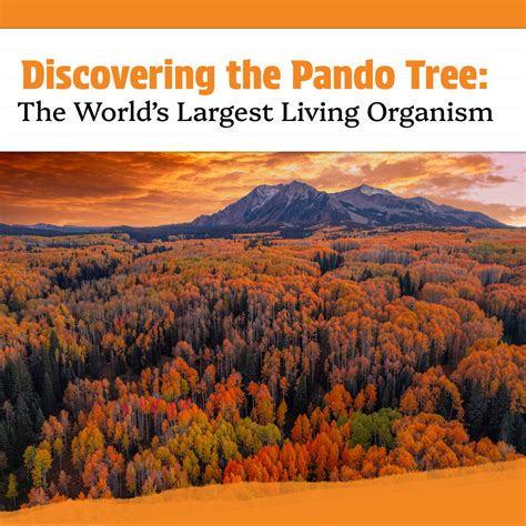 Discovering the Pando: