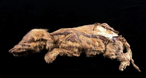 Discovery of the 5,000-Year-Old Wolf Leg Fossil