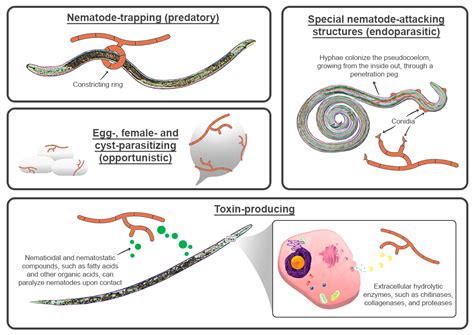 Diseases Of Nematodes Doc