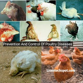 Diseases of Poultry and their Control Doc