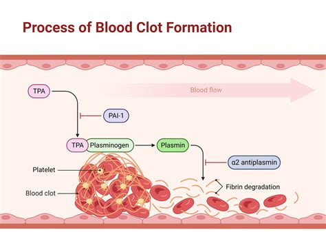 Disrupting Blood Clot Formation: