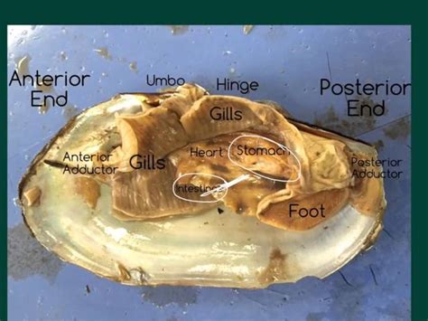 Dissection Guide For The Clam Mussel Answers PDF