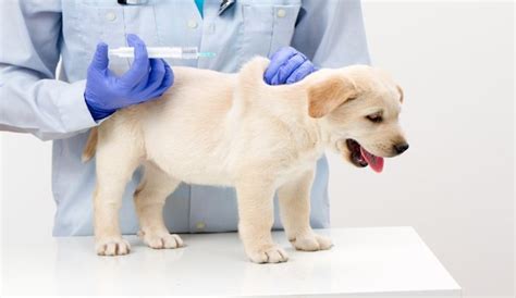 Distemper Shot for Dogs: A Crucial Vaccination for Canine Health