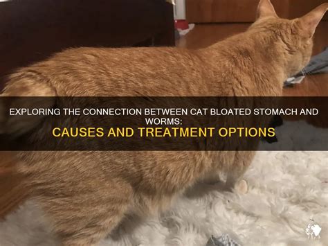 Distended Stomach in Cats: A Comprehensive Guide to Causes, Symptoms, and Treatment